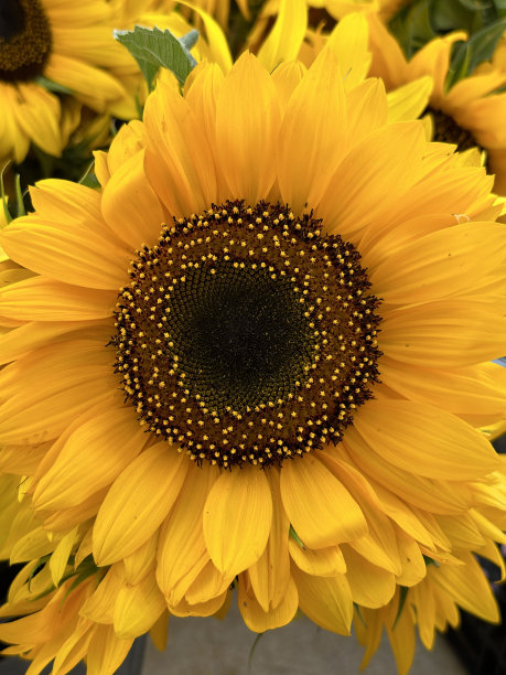 鲜切向日葵图片下载