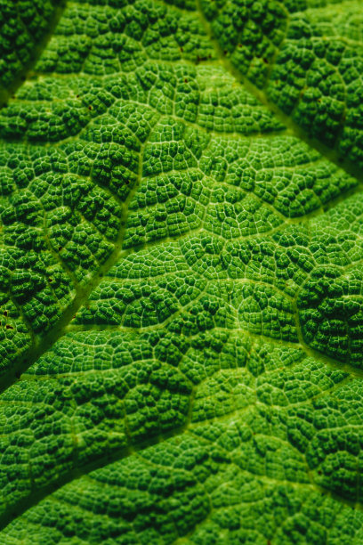 绿叶上的纹理和图案的抽象宏观特写图片下载