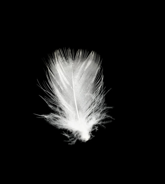 白色羽毛孤立在黑色背景上图片下载