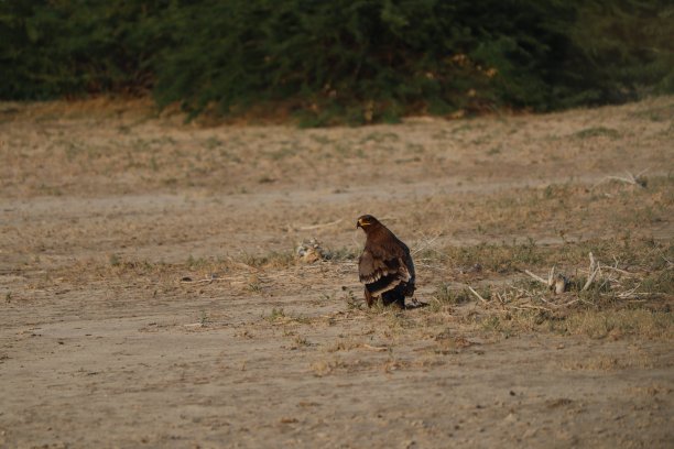 鹰/猎鹰图片下载
