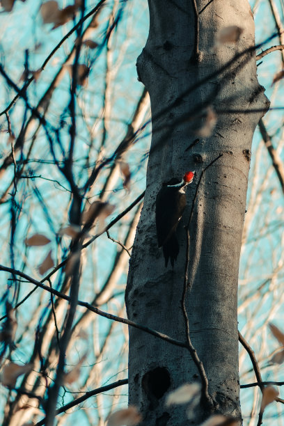 Pileated啄木鸟图片下载