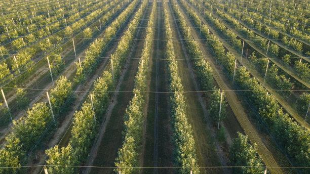 果树用遮阳网遮挡阳光图片下载