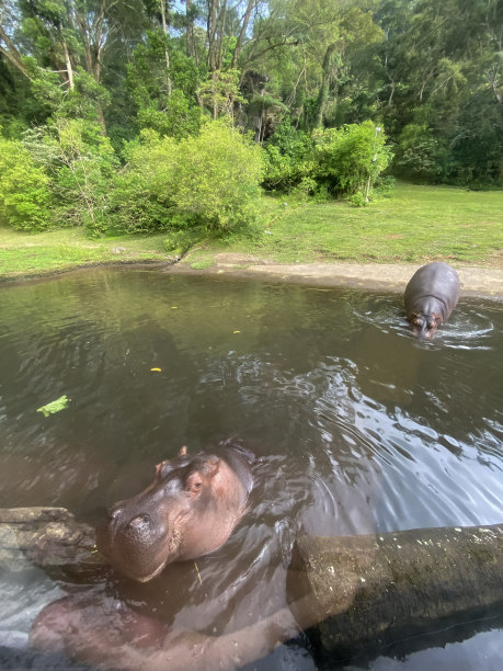 河马在动物园公园的池塘里玩耍图片下载