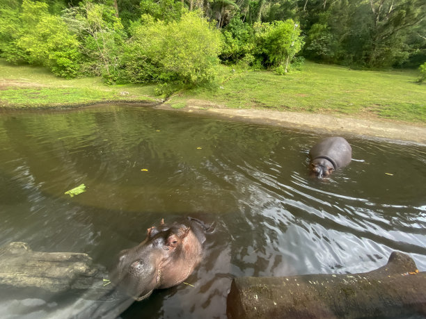 河马在动物园公园的池塘里玩耍图片下载