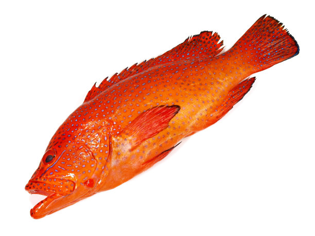 鱼-草莓石斑鱼，珊瑚后-孤立图片下载