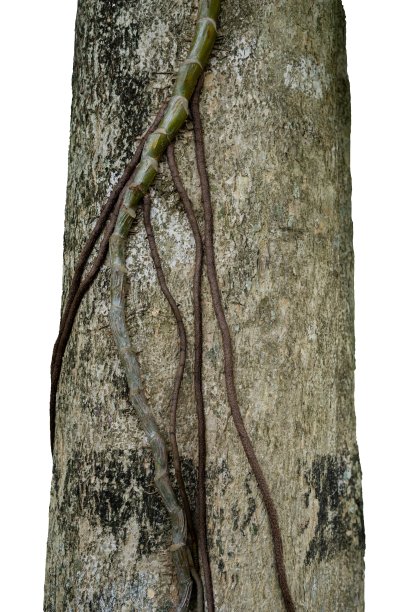 树干具根匍匐植物孤立图片下载