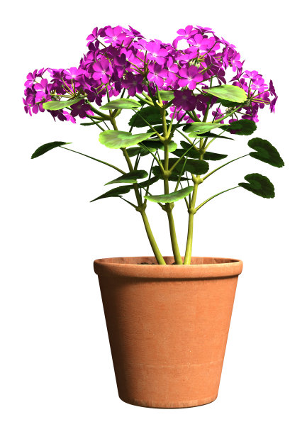 3D渲染天竺葵花在白色图片下载