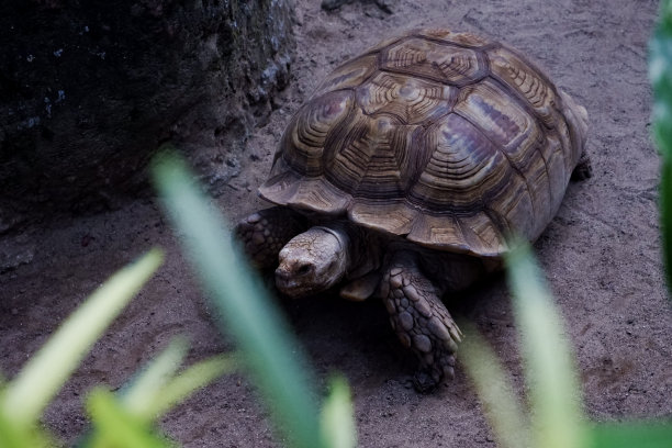 下午，一只巴西龟在圈地进食时的选择性焦点。图片下载