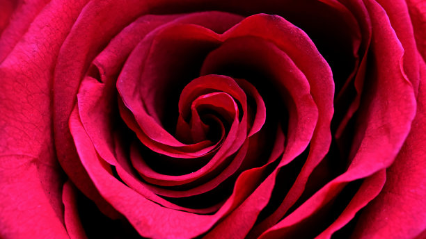 一朵红玫瑰特写图片下载