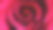 一朵红玫瑰特写图片下载