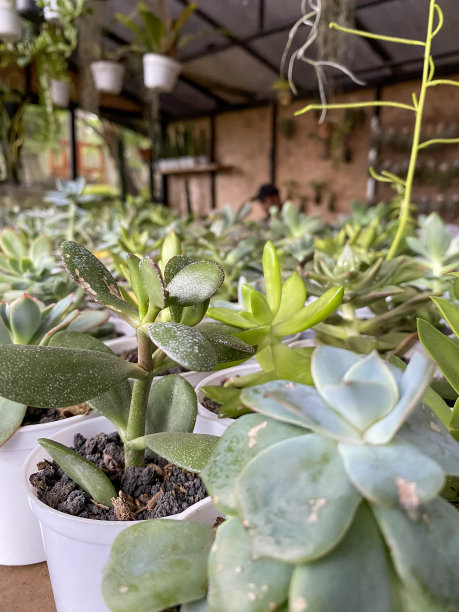 成排的仙人掌小花图片下载