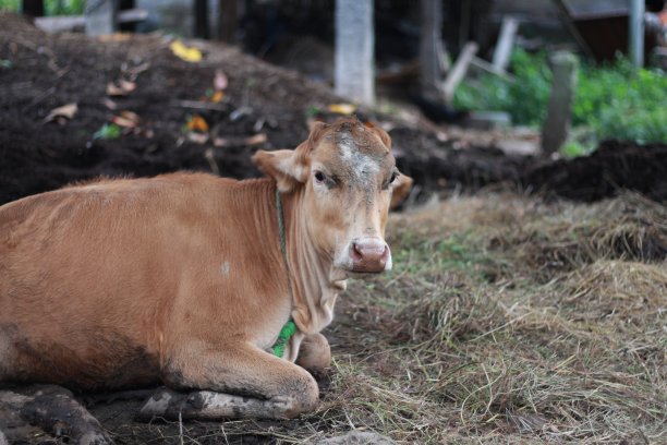 奶牛被关在传统的围栏里图片下载