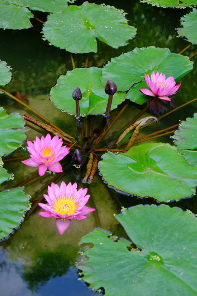 盛开的荷花图片下载
