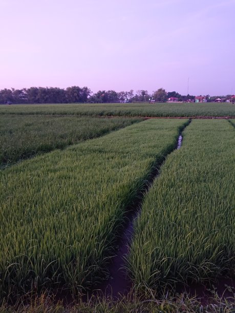 农业地区的水稻幼苗图片下载