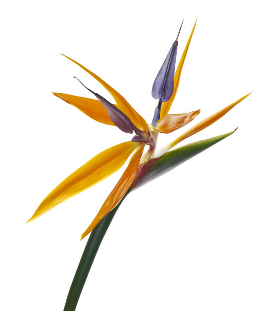 strelizia reginae花，天堂鸟花，热带花孤立在白色背景，与剪枝路径图片下载