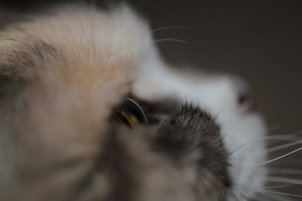 猫在黑色美学轮廓头部图片下载