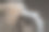 猫在黑色美学轮廓头部图片下载