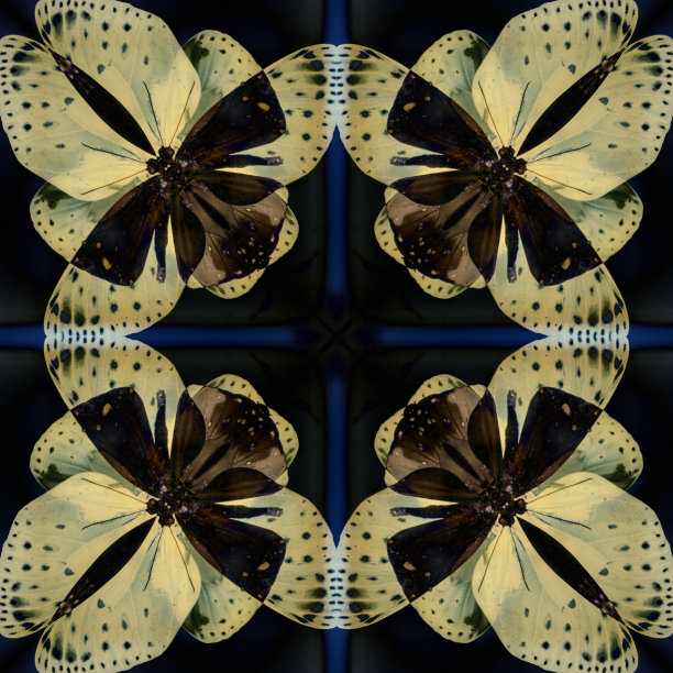 蝴蝶旋转效果，抽象背景。图片下载