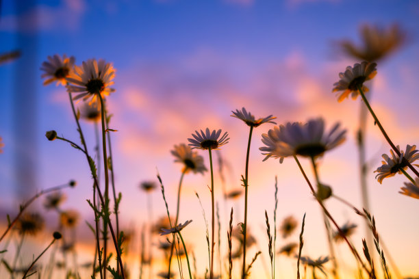 花在夕阳的天空的背景。在夏天盛开的花朵。日落时明亮的天空。图片为设计和背景。图片下载
