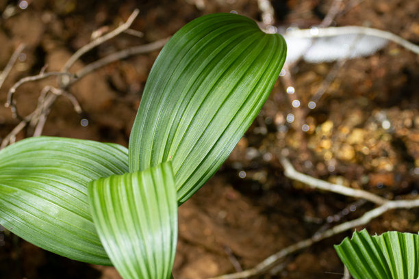 用微距镜头拍一张树叶的照片图片下载