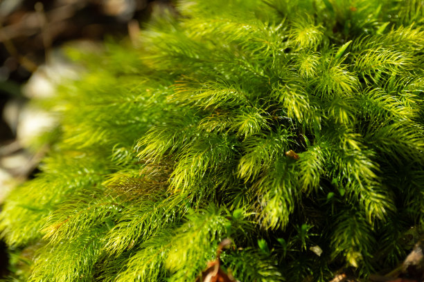 用微距镜头拍摄苔藓图片下载