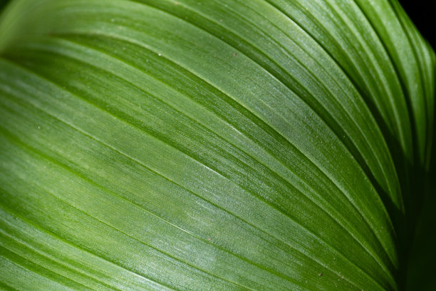 用微距镜头拍一张树叶的照片图片下载