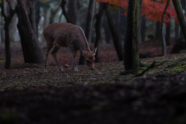 奈良公园的鹿和秋叶图片下载