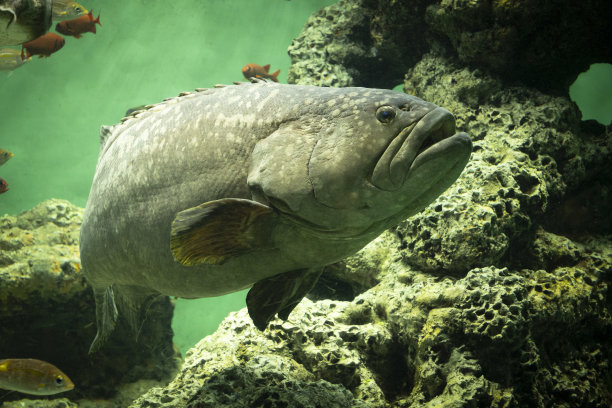 有斑纹的低音图片下载