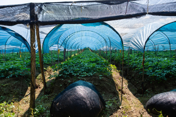 人参领域图片下载