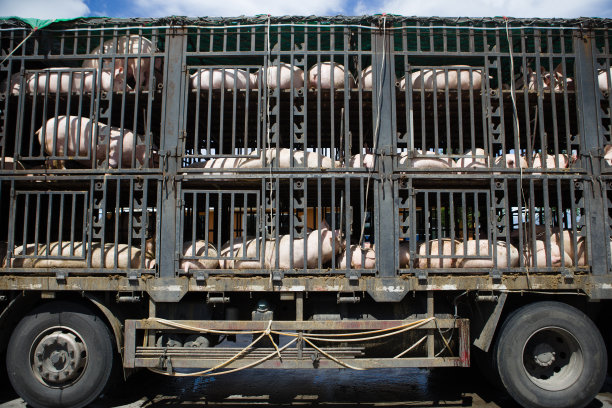 运猪卡车图片下载