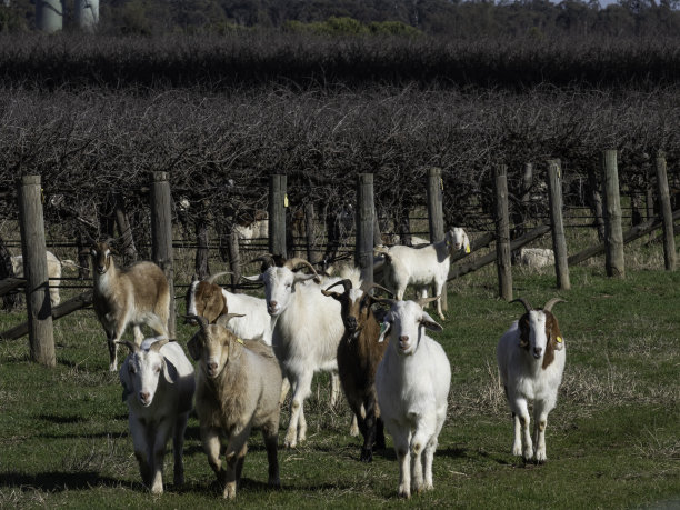 葡萄园里的山羊图片下载