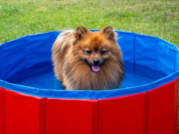 狗在绿色草坪上的狗池里。图片下载