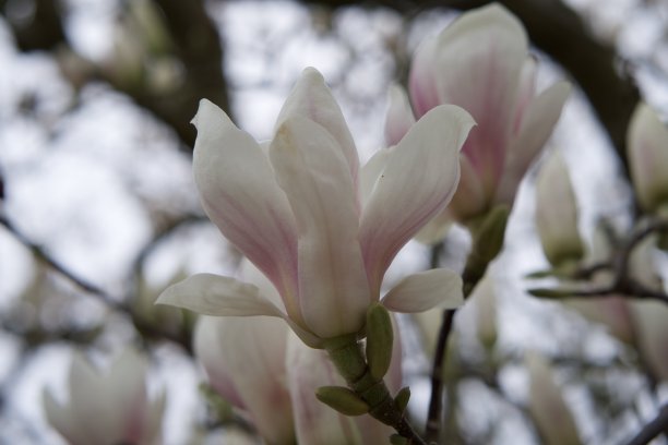 白玉兰(magnolia soulangeana)图片下载