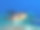 来自芝诺比亚的石斑鱼图片下载