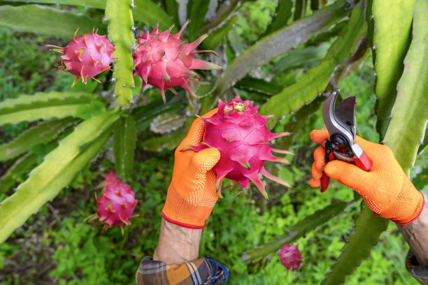 俯视图一个农民的手切火龙果，成熟的红色火龙果在收获的季节图片下载