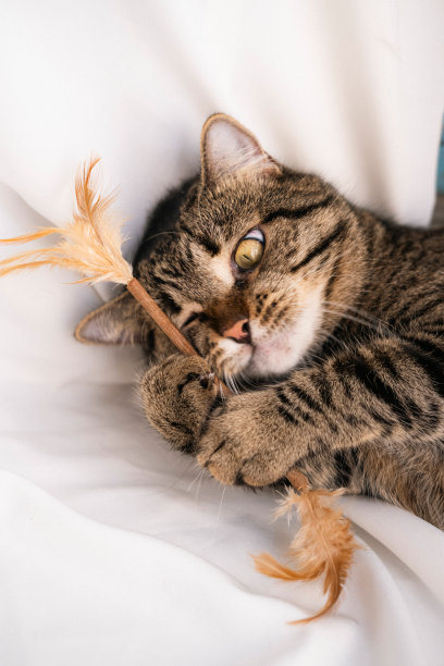 一只条纹猫躺在白色的背景上，看着镜头，玩着玩具，露出牙齿，咬人。猫的特写照片，从上面看。这个品种是杂种。美丽的猫。图片下载