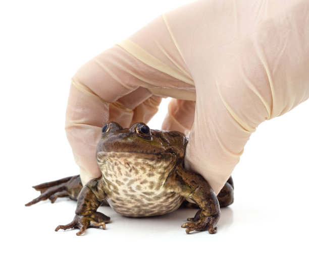 戴着手套的手握着一只青蛙。图片下载