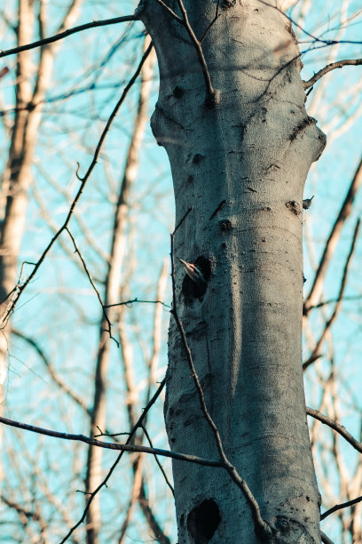 雄性多毛啄木鸟图片下载