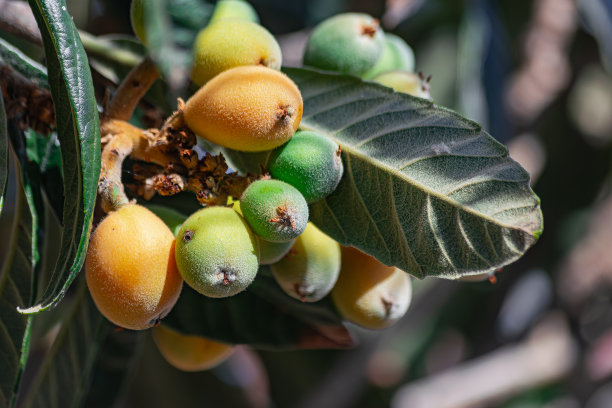 树上的枇杷果图片下载