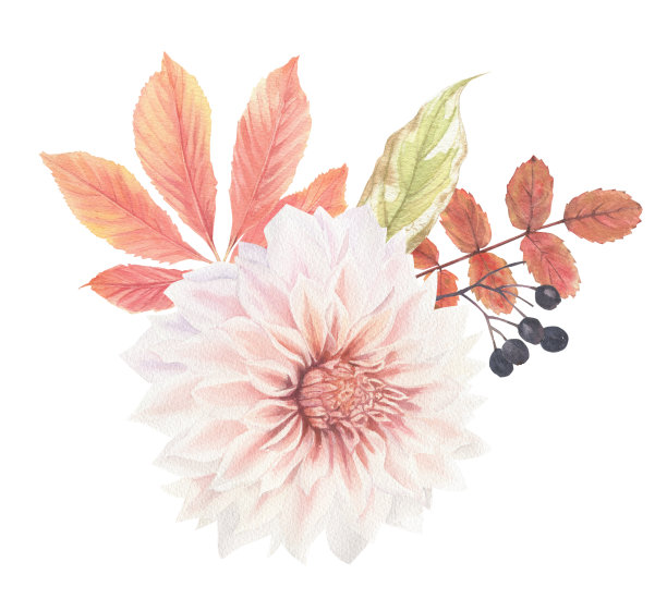 明亮的植物元素组成。秋天的花，浆果和叶子水彩画在复古风格。图片下载