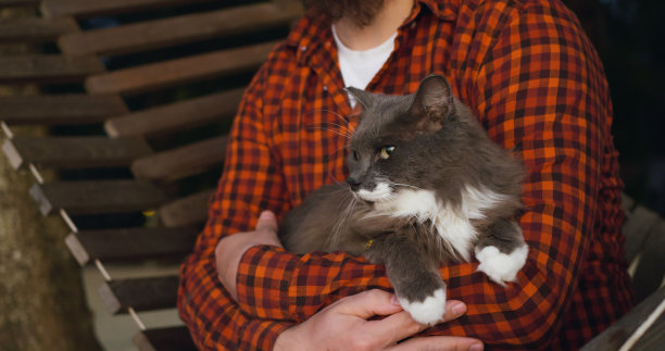 留着胡子的男人和他心爱的猫一起躺在吊床上，把毛茸茸的灰猫抱在怀里。晚上旅行者和猫朋友在吊床上荡秋千的特写。和家人一起旅行图片下载