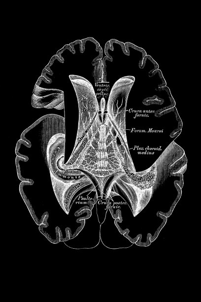大脑的水平部分图片下载