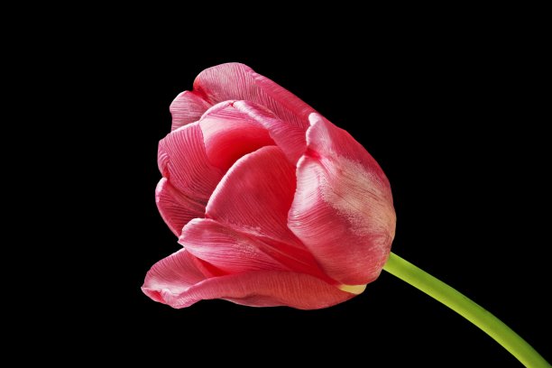 红色郁金香花孤立在黑色背景图片下载