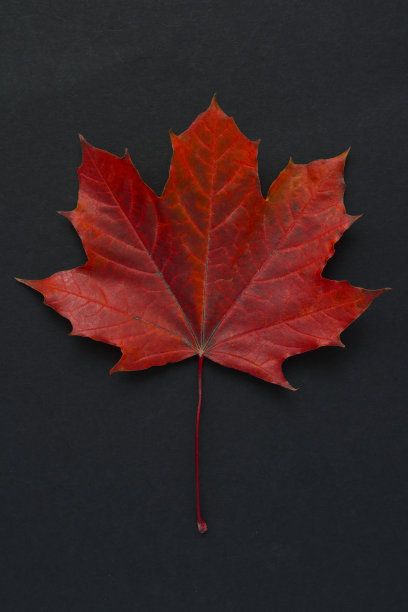 秋天的枫叶在黑暗的背景图片下载