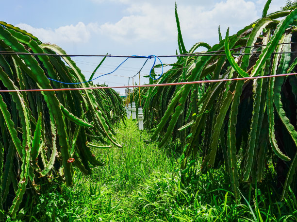 越南潘登的火龙果种植园图片下载