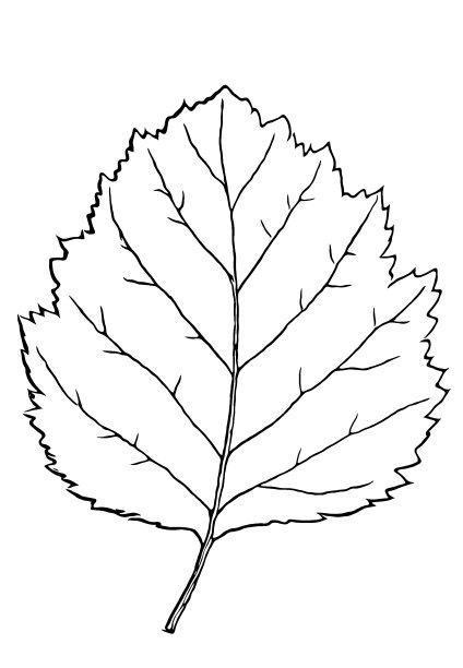 毛桦(桦木)图片下载