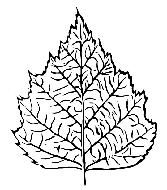 桦树(白桦)，俗称绒毛桦树，也称沼泽桦树，白桦，欧洲白桦或叶毛桦树图片下载