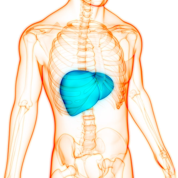 人体内部消化器官和肝脏解剖图片下载