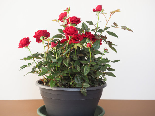盆栽红玫瑰图片下载