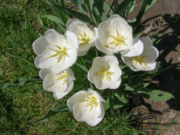 郁金香白花科学家。郁金香的名字图片下载